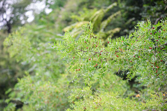 Image of Ziziphus jujuba var. spinosa (Bunge) Hu ex H. F. Chow