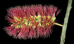 صورة Melaleuca apostiba K. J. Cowley