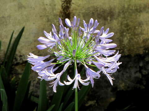 Imagem de Agapanthus praecox Willd.