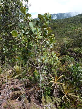 Image of Clusia multiflora Kunth