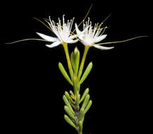 Image of Calytrix praecipua L. A. Craven