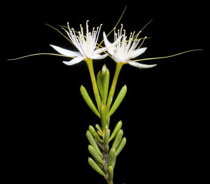 Imagem de Calytrix praecipua L. A. Craven