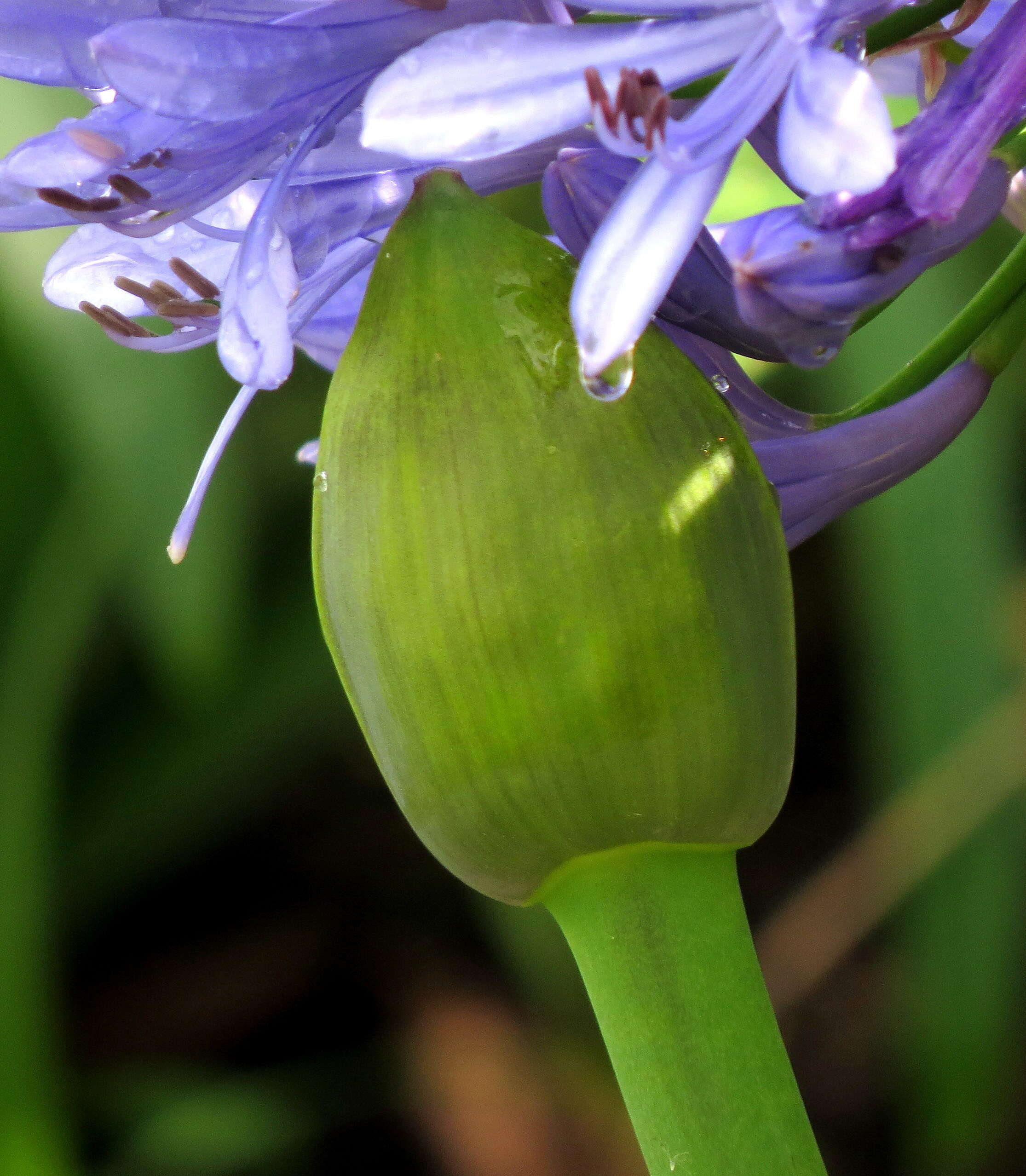 Imagem de Agapanthus praecox Willd.