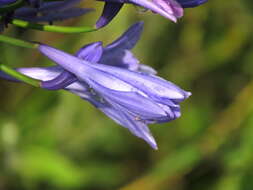 Imagem de Agapanthus praecox Willd.