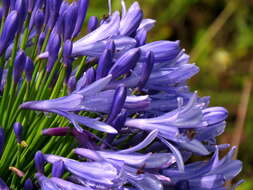 Imagem de Agapanthus praecox Willd.