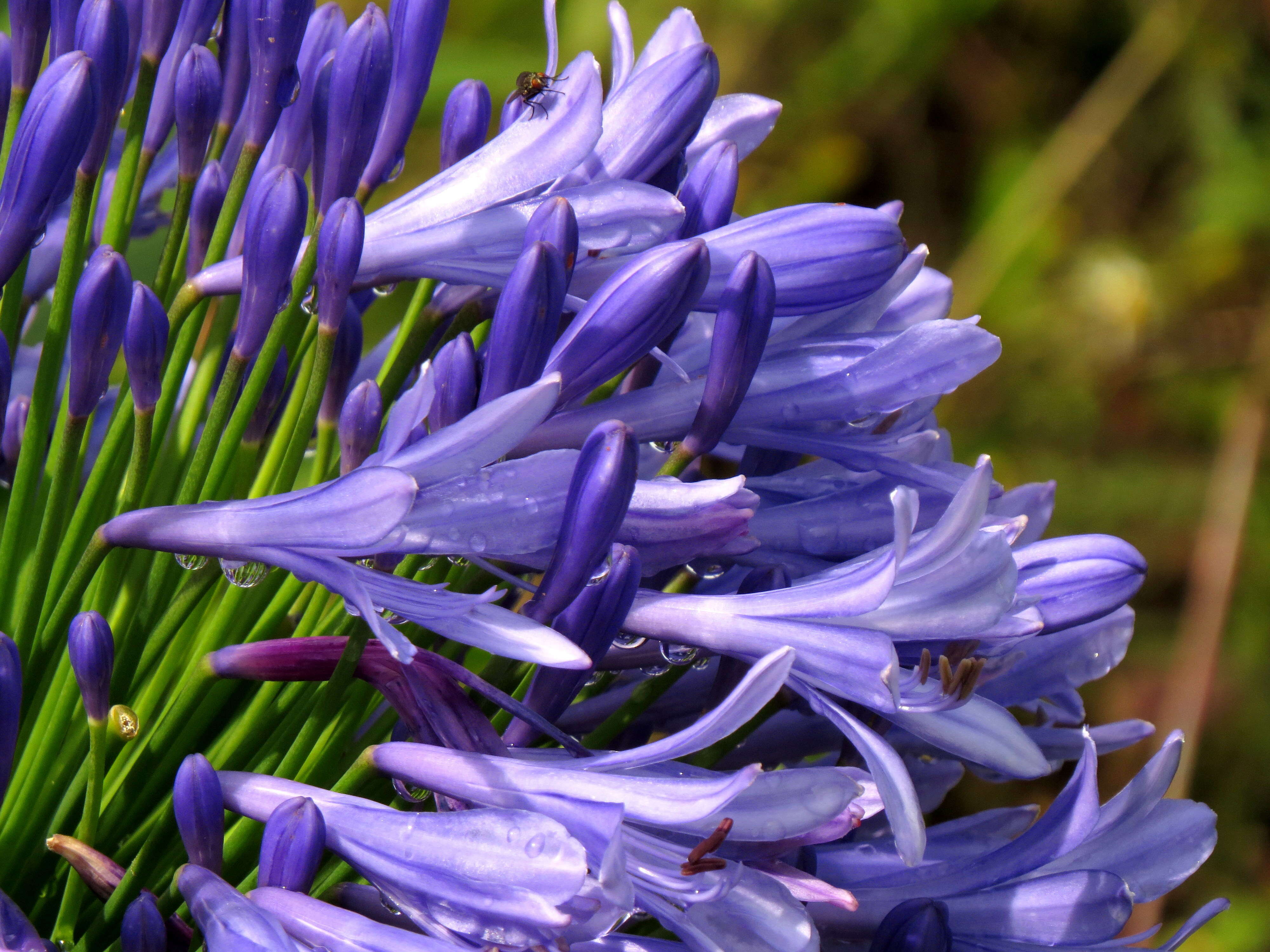 Imagem de Agapanthus praecox Willd.