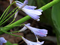 Imagem de Agapanthus praecox Willd.