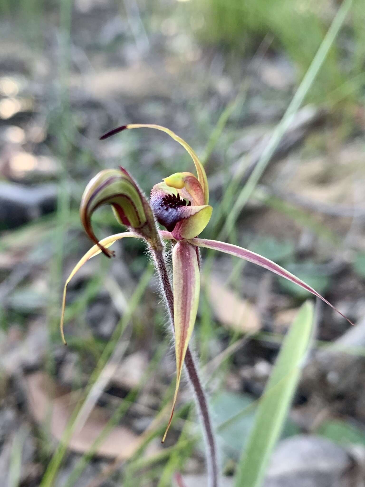 Image of Plain-lip spider orchid