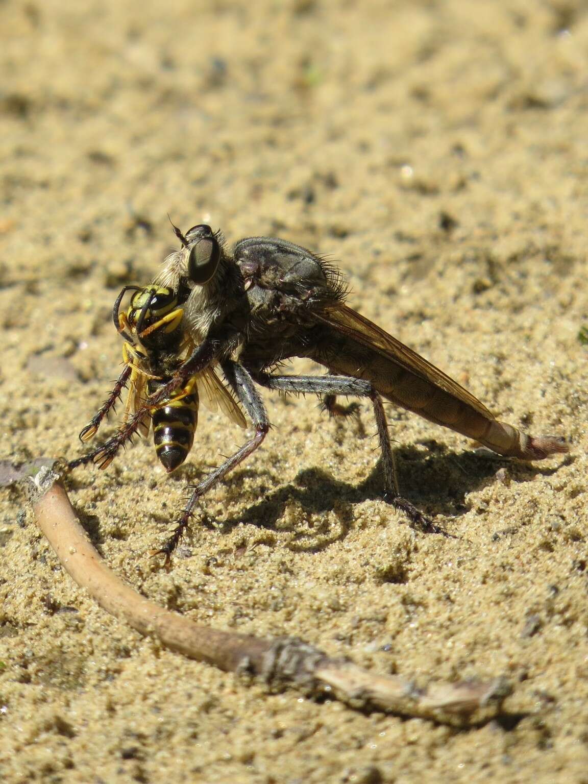 Image of Milbert's Proctacanthus