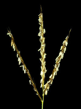 Image of Golden velvet grass