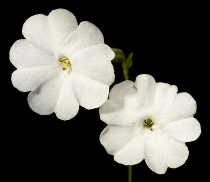 Image of Nicotiana rosulata (S. Moore) Demin