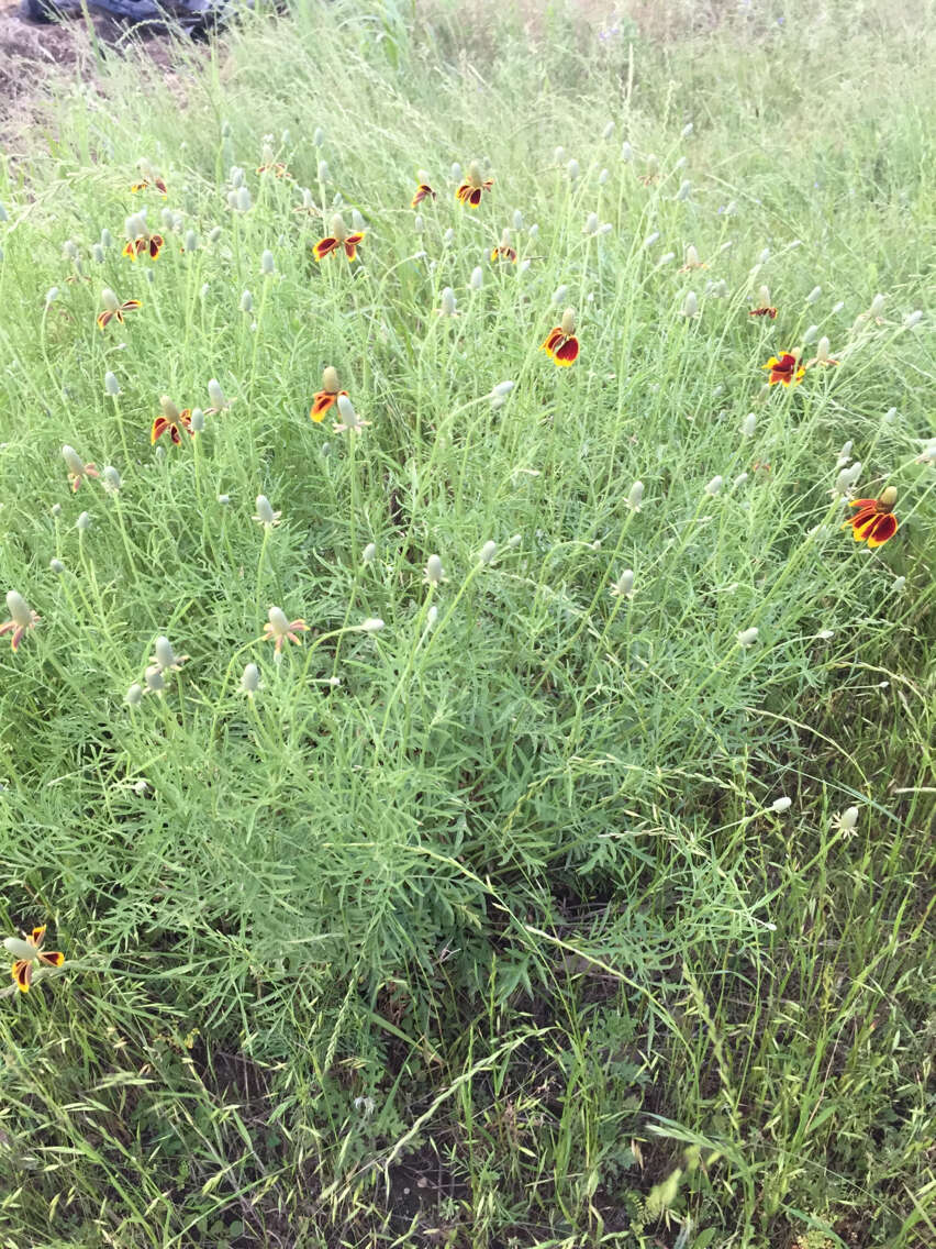 Imagem de Ratibida columnifera (Nutt.) Woot. & Standl.