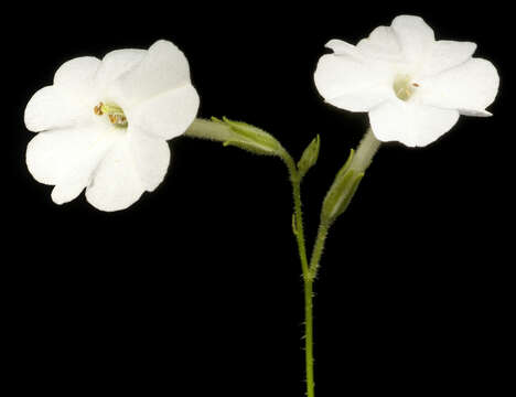 Image of Nicotiana rosulata (S. Moore) Demin