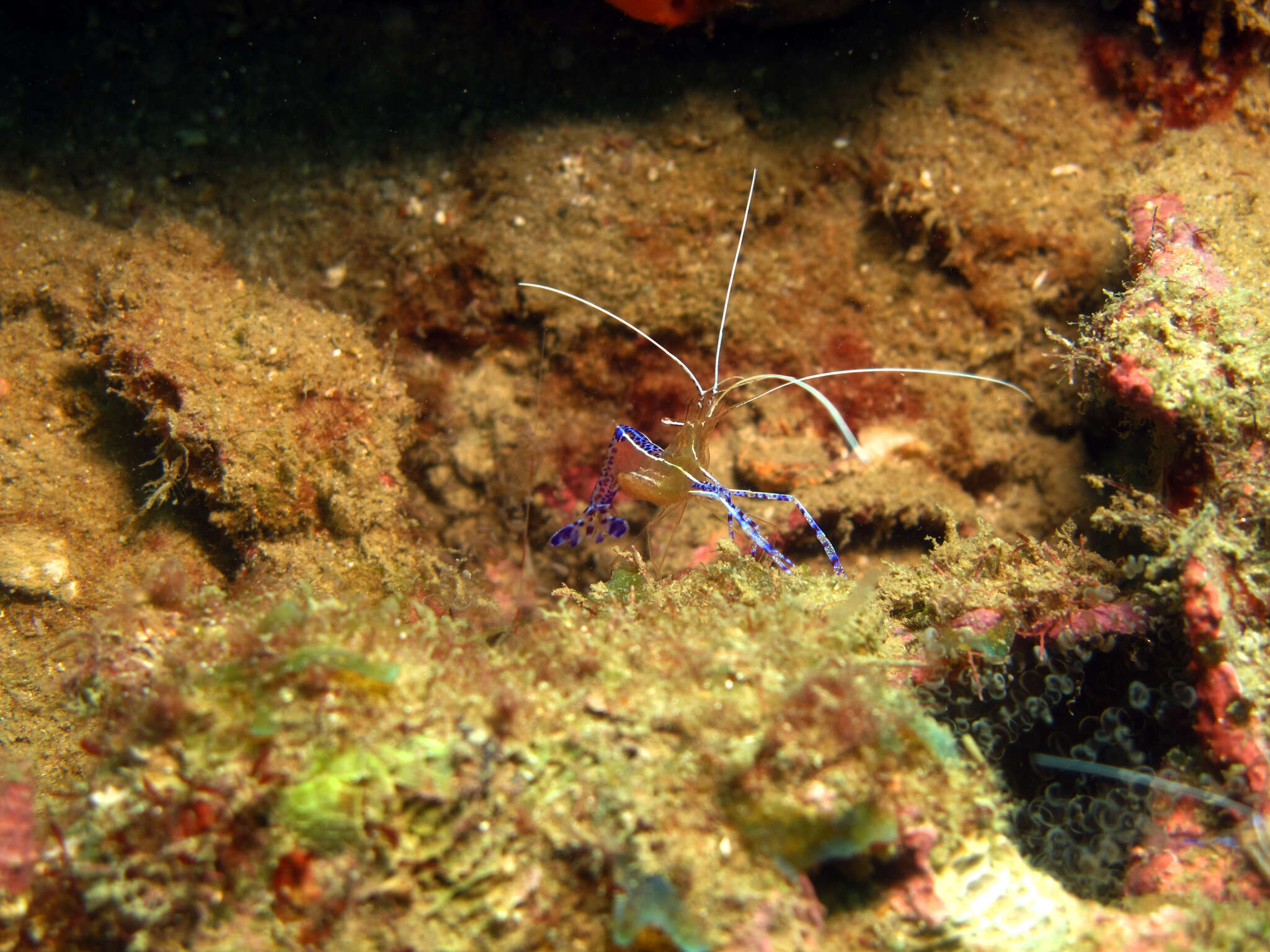 Image of Ancylomenes pedersoni (Chace 1958)