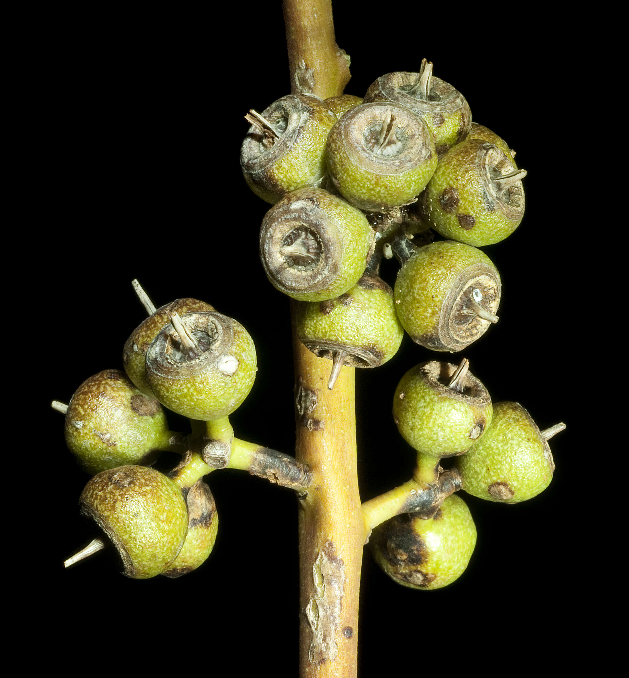 Image of Eucalyptus petrensis M. I. H. Brooker & S. D. Hopper