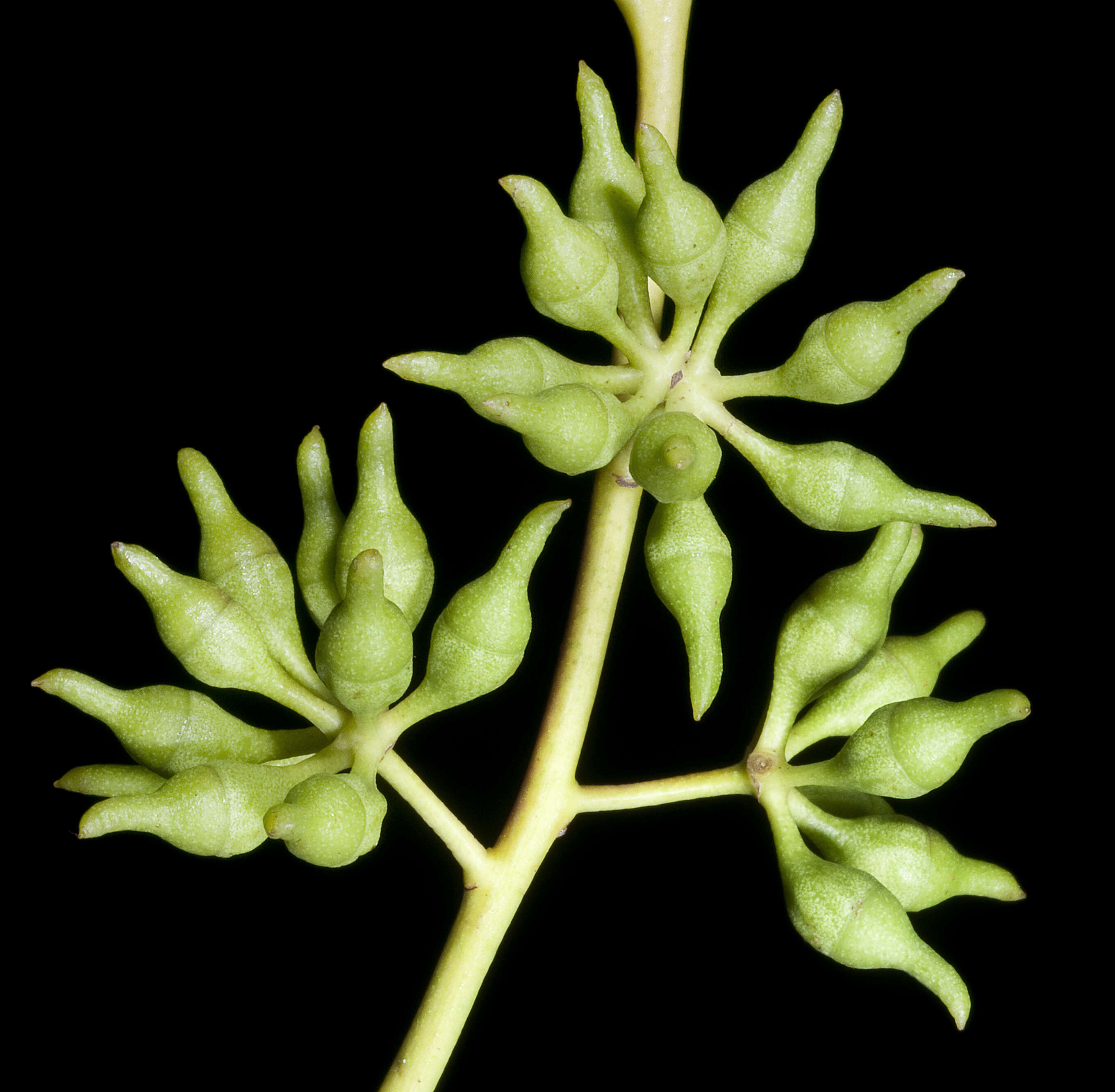 Image of Eucalyptus petrensis M. I. H. Brooker & S. D. Hopper