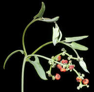 Plancia ëd Chenopodium nutans (R. Br.) S. Fuentes & Borsch