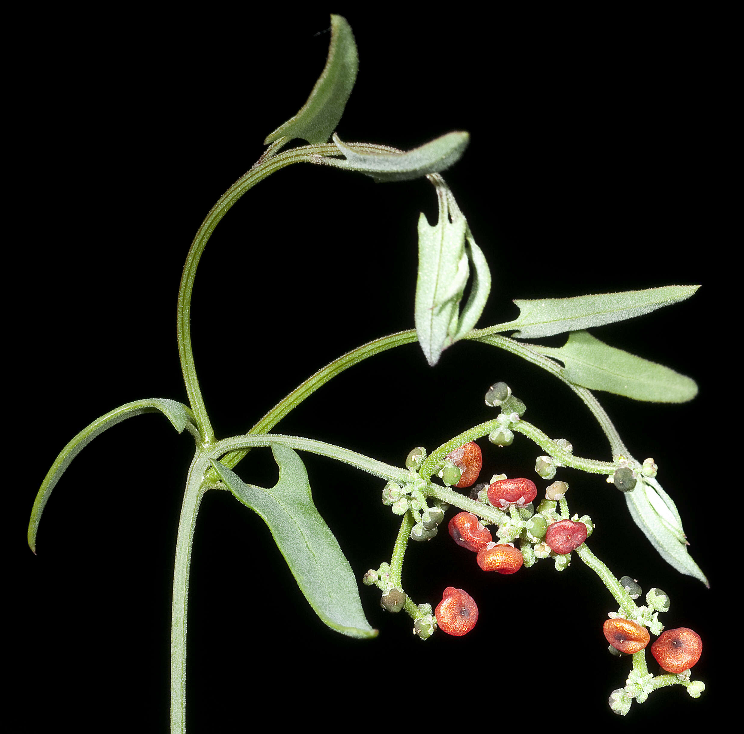 Plancia ëd Chenopodium nutans (R. Br.) S. Fuentes & Borsch