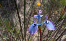 Image of Moraea tripetala subsp. jacquiniana (Schltr. ex G. J. Lewis) Goldblatt & J. C. Manning