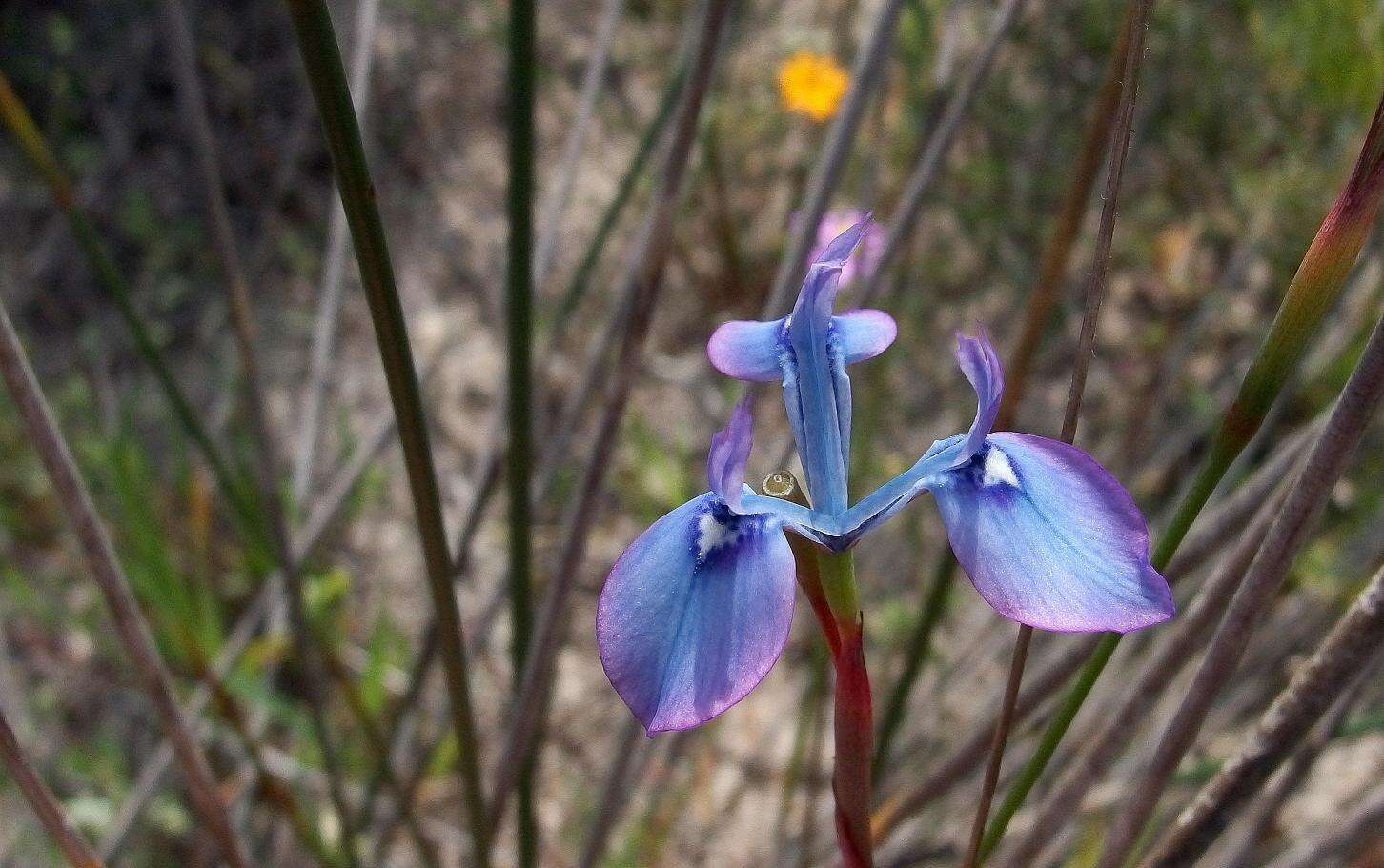 Image of Moraea tripetala subsp. jacquiniana (Schltr. ex G. J. Lewis) Goldblatt & J. C. Manning