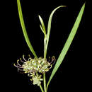 Image de Grevillea diversifolia Meissn.