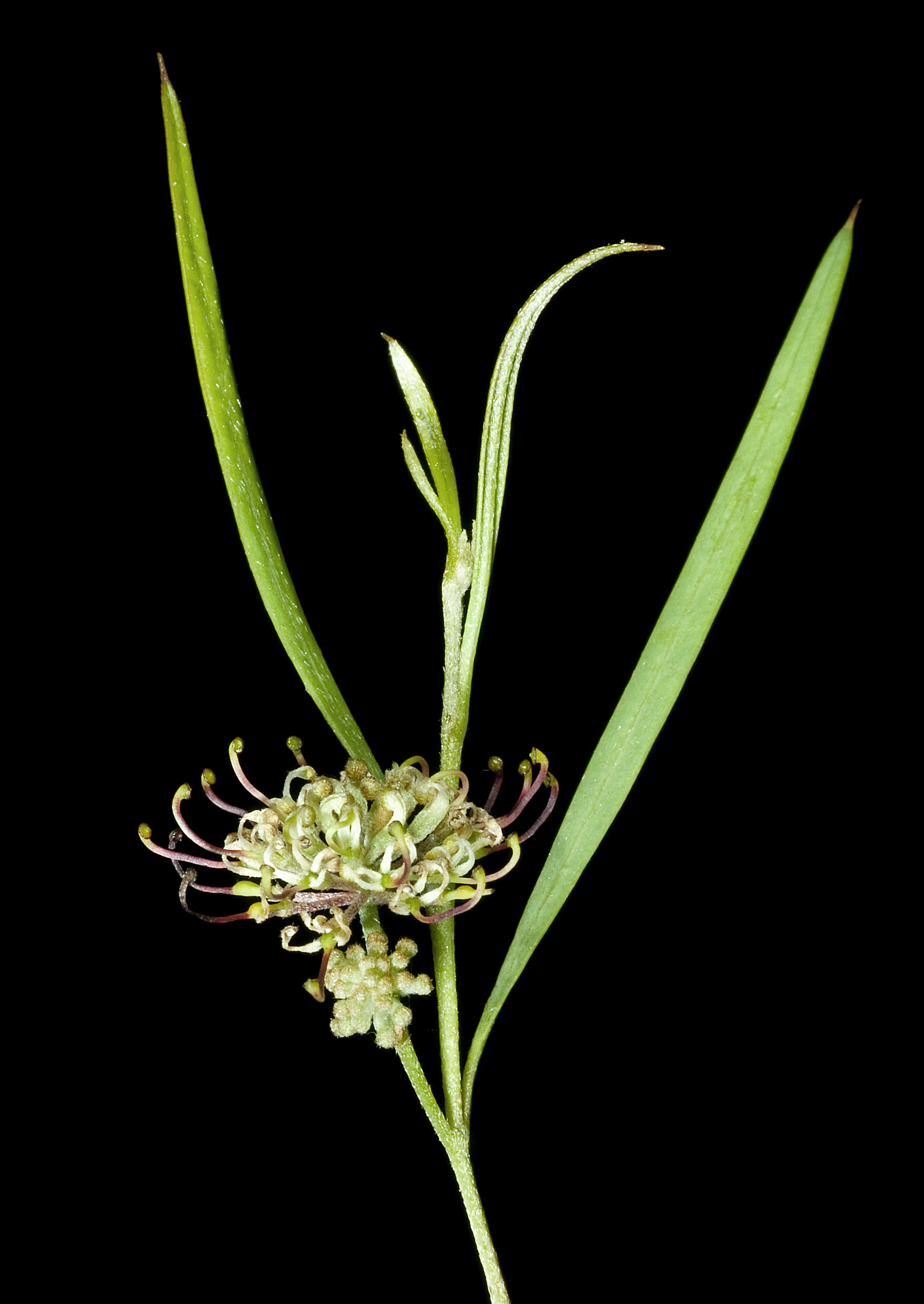 Image of Grevillea diversifolia Meissn.