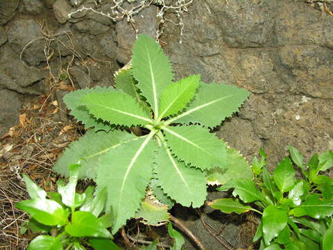 Image of Crambe laevigata DC. ex H. Christ