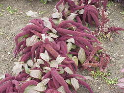 Image of love-lies-bleeding