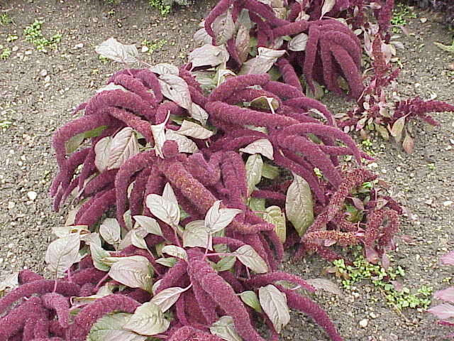 Image of love-lies-bleeding