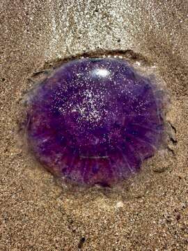 Image of Blue Jellyfish