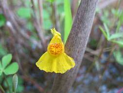 Image of Bladderwort