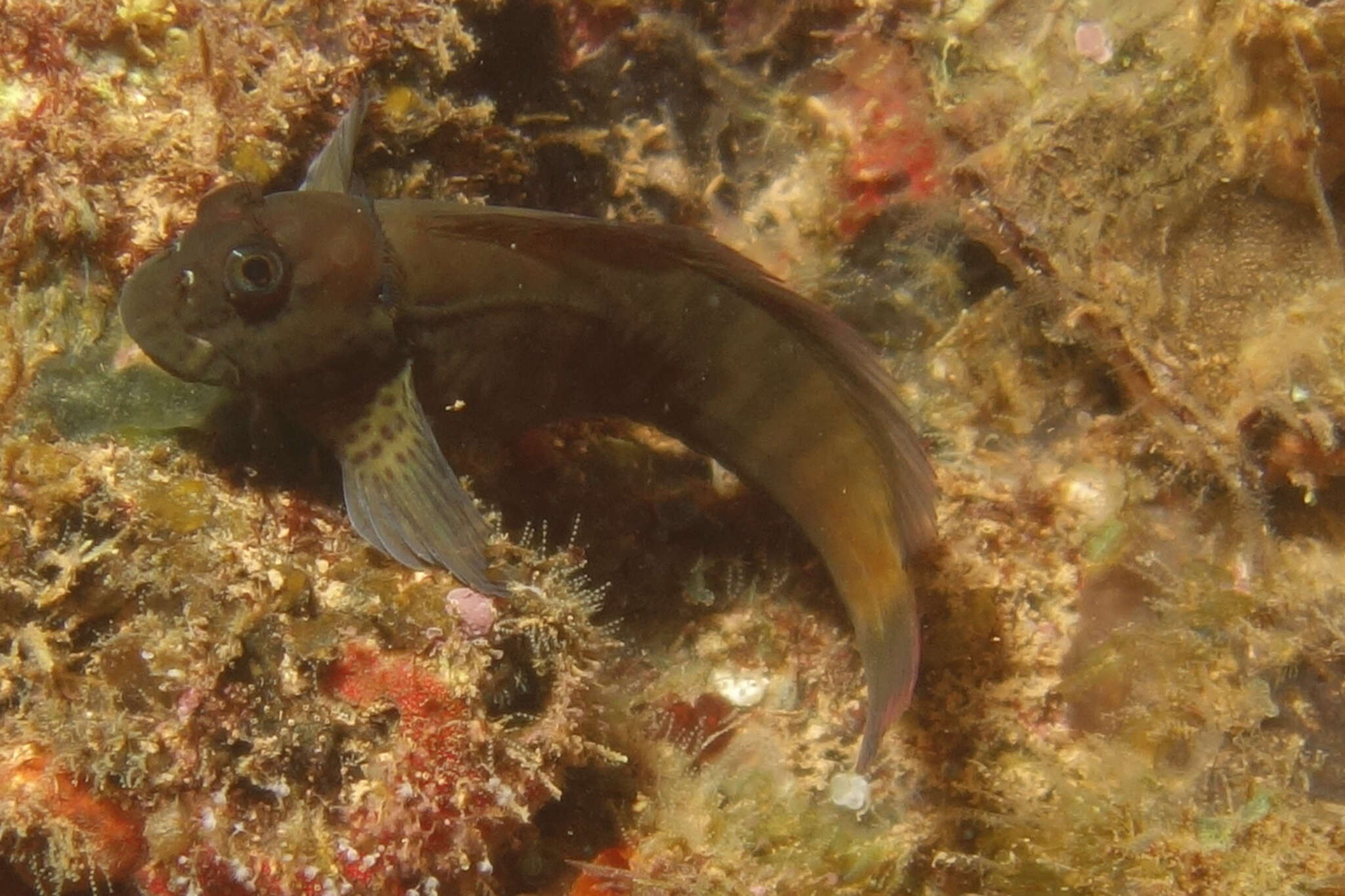 Image of Black blenny