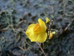 Image of Bladderwort