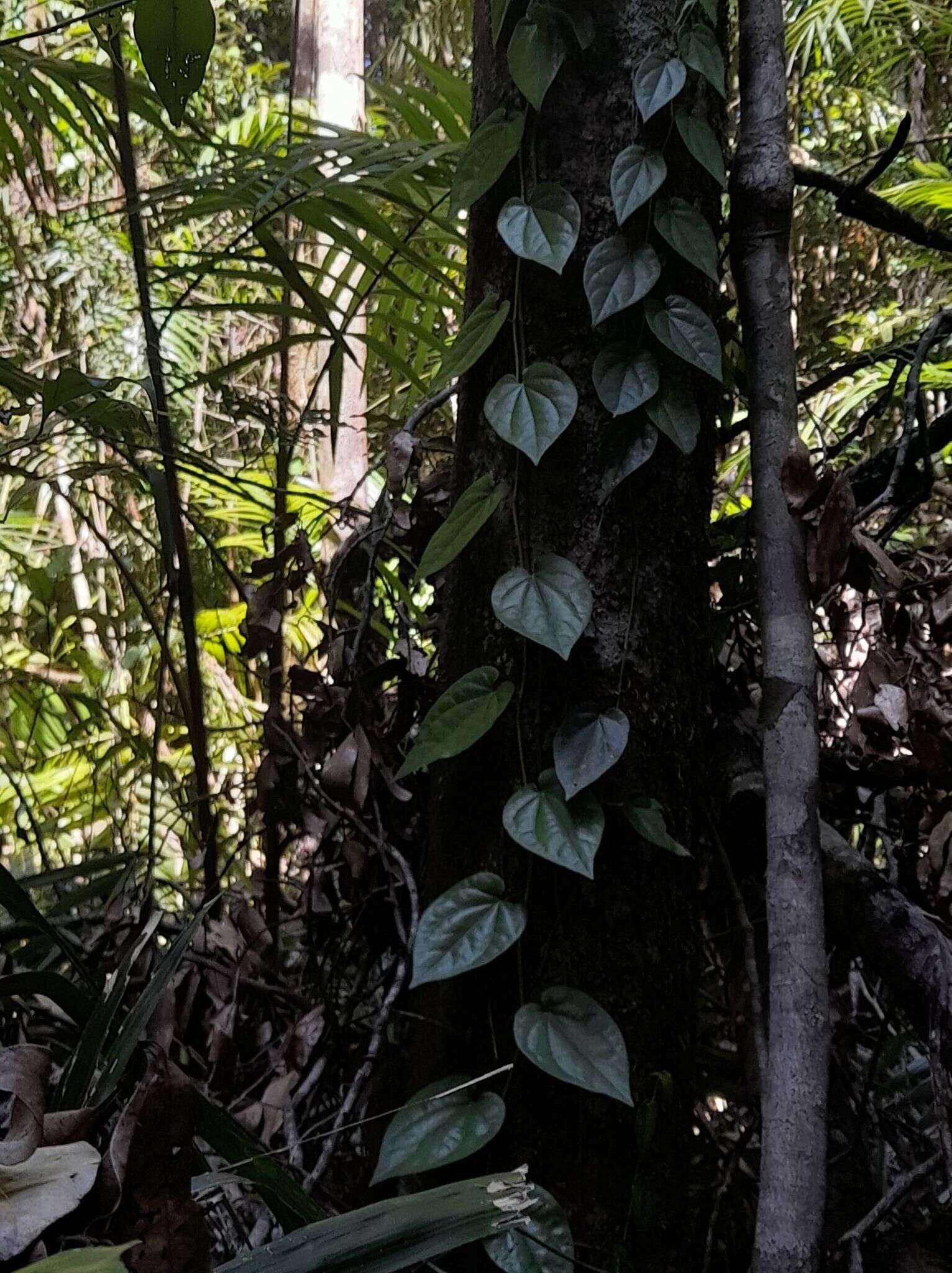 Image of Australian pepper