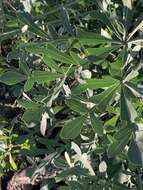 Image of Transvaal Cabbage Tree