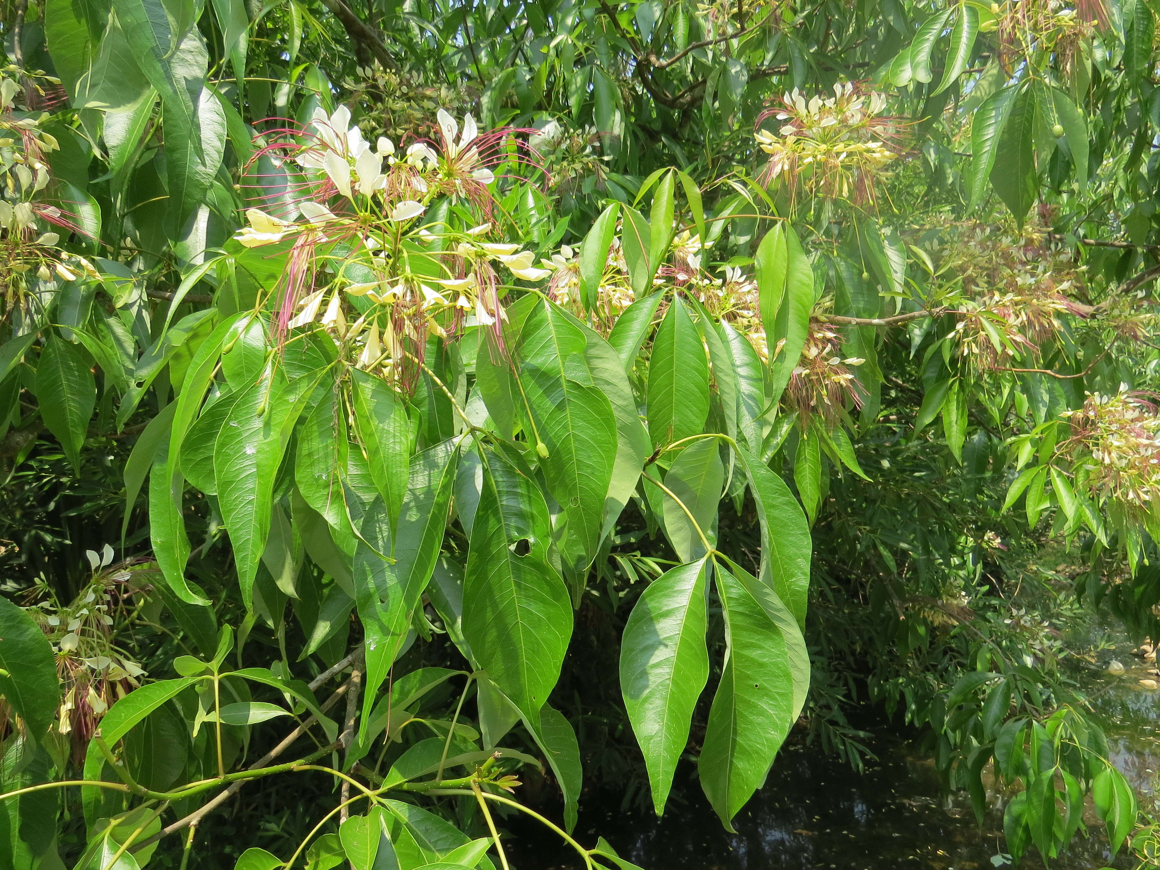 Image of sacred garlic pear