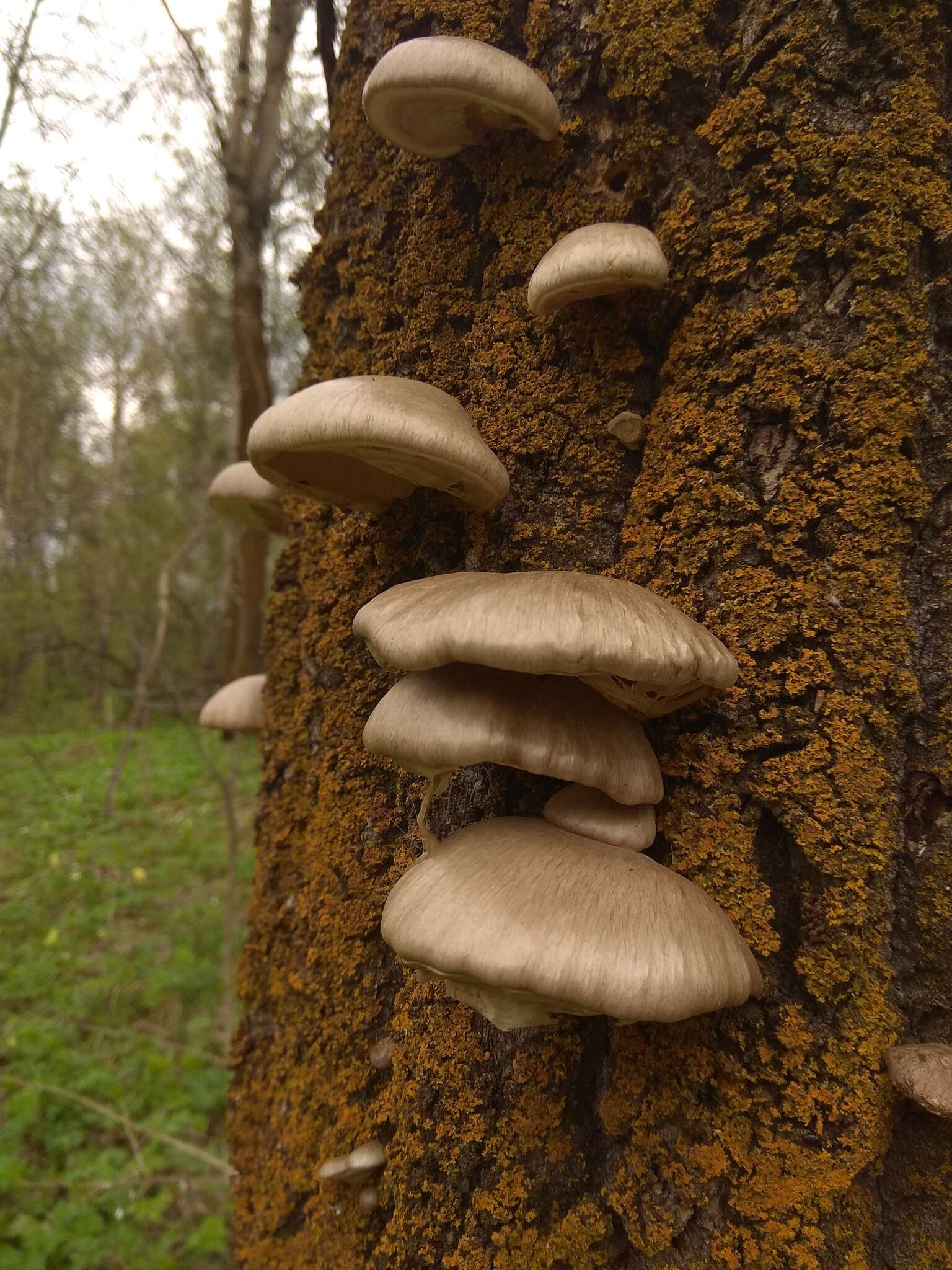 Слика од Pleurotus calyptratus (Lindblad ex Fr.) Sacc. 1887