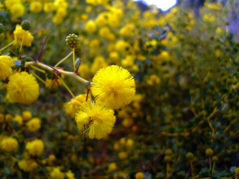 Imagem de Acacia pulchella R. Br.