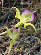 Image of Disperis capensis var. brevicaudata Rolfe