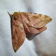 Image of Four-spotted Ghost Moth