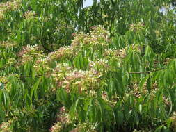 Image of sacred garlic pear