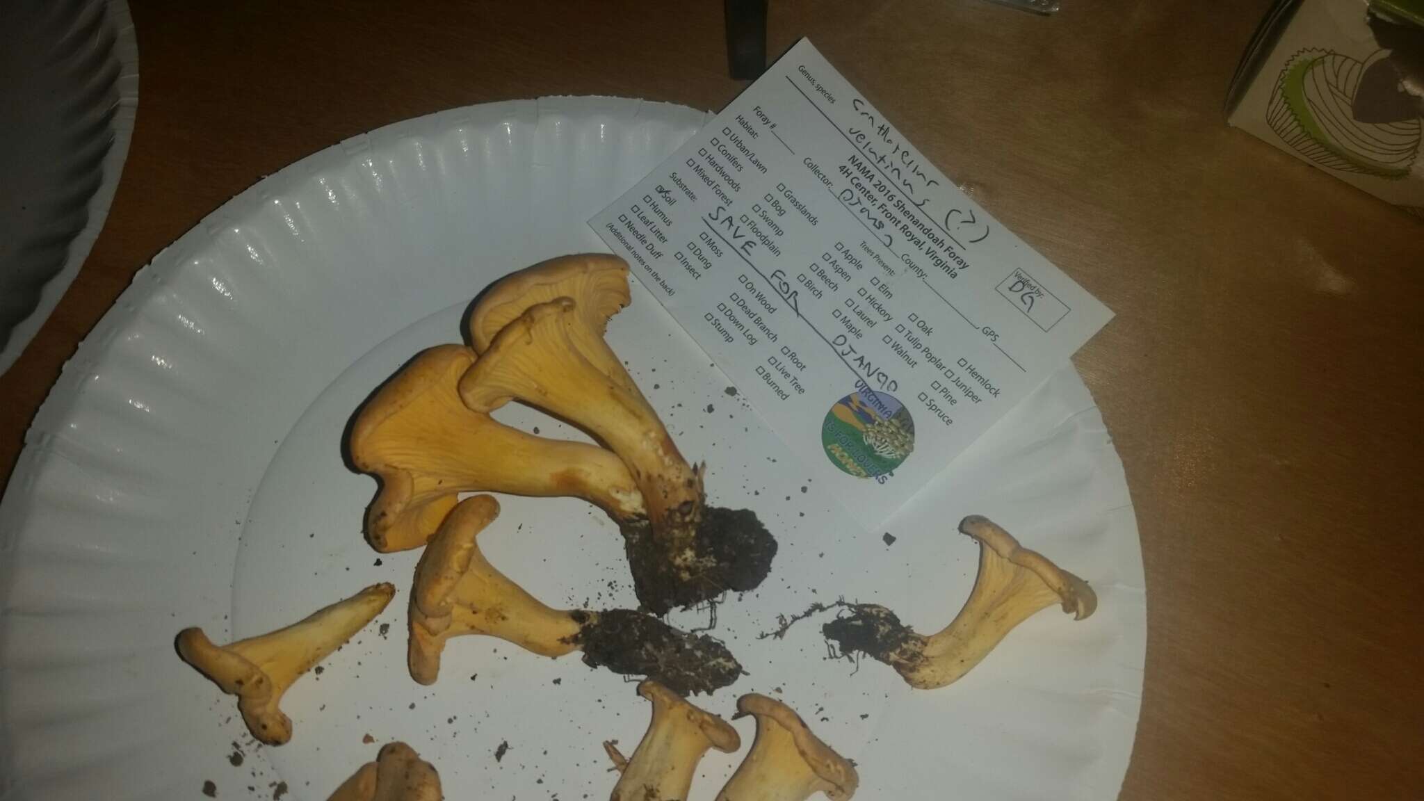 Image of Cantharellus velutinus Buyck & V. Hofst. 2016