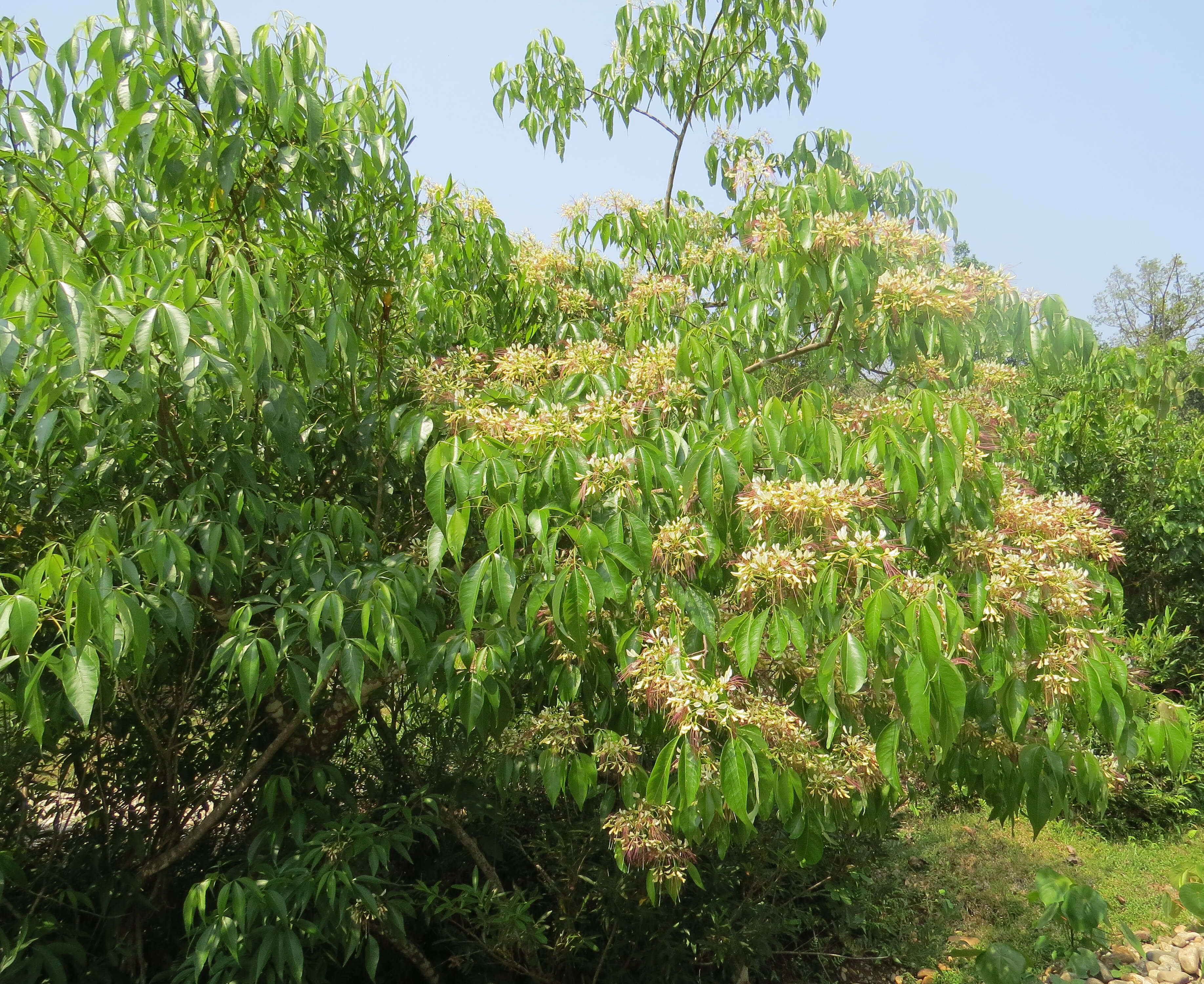 Image of sacred garlic pear