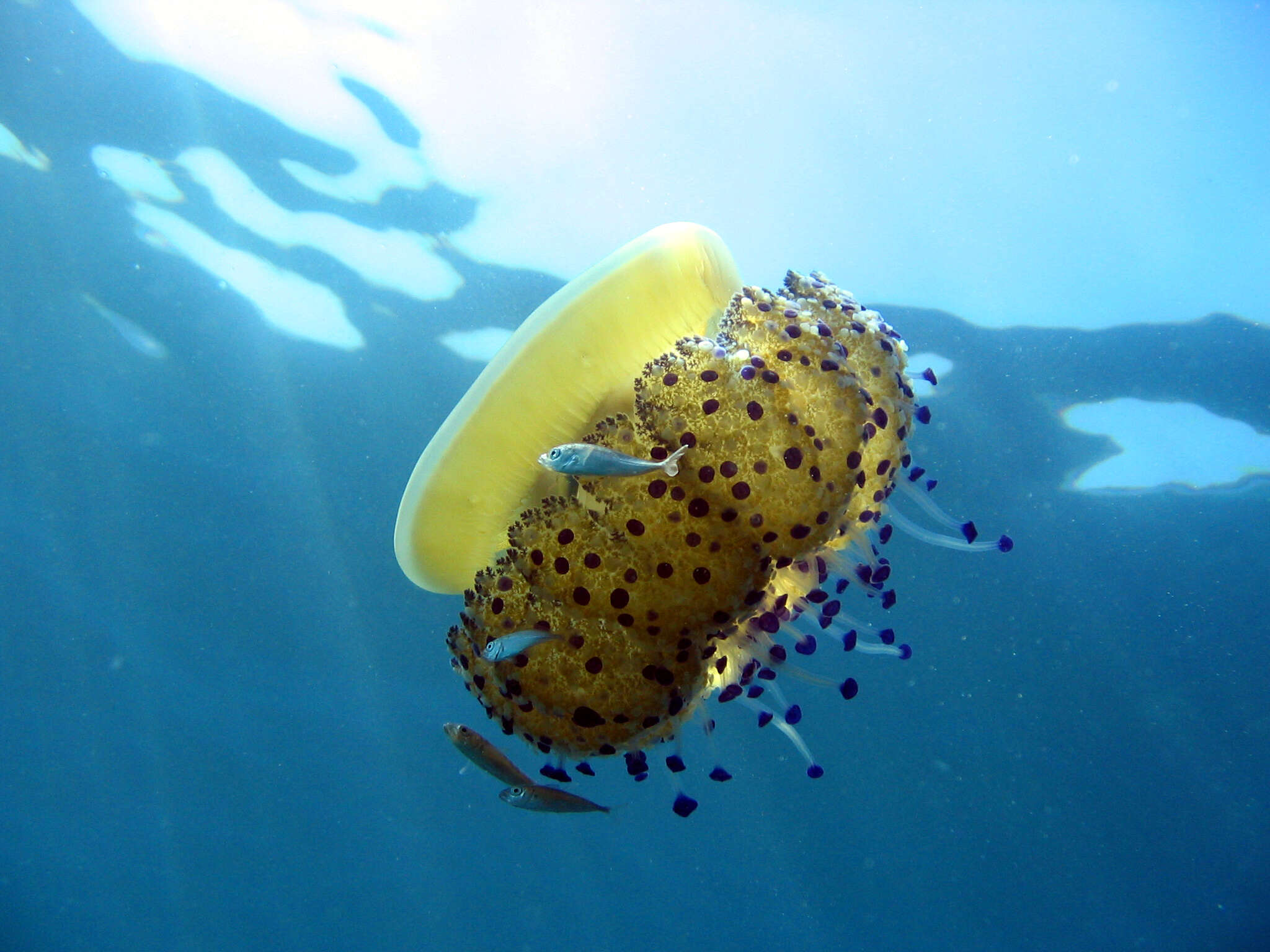 صورة Cotylorhiza Agassiz 1862