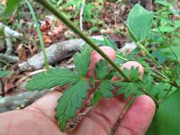 Image of smallfruit agrimony