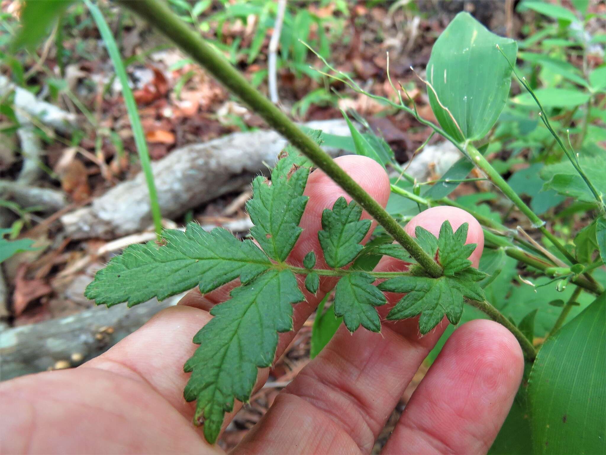 Image of smallfruit agrimony