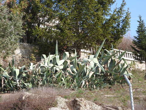 Image of Agave americana var. expansa (Jacobi) Gentry