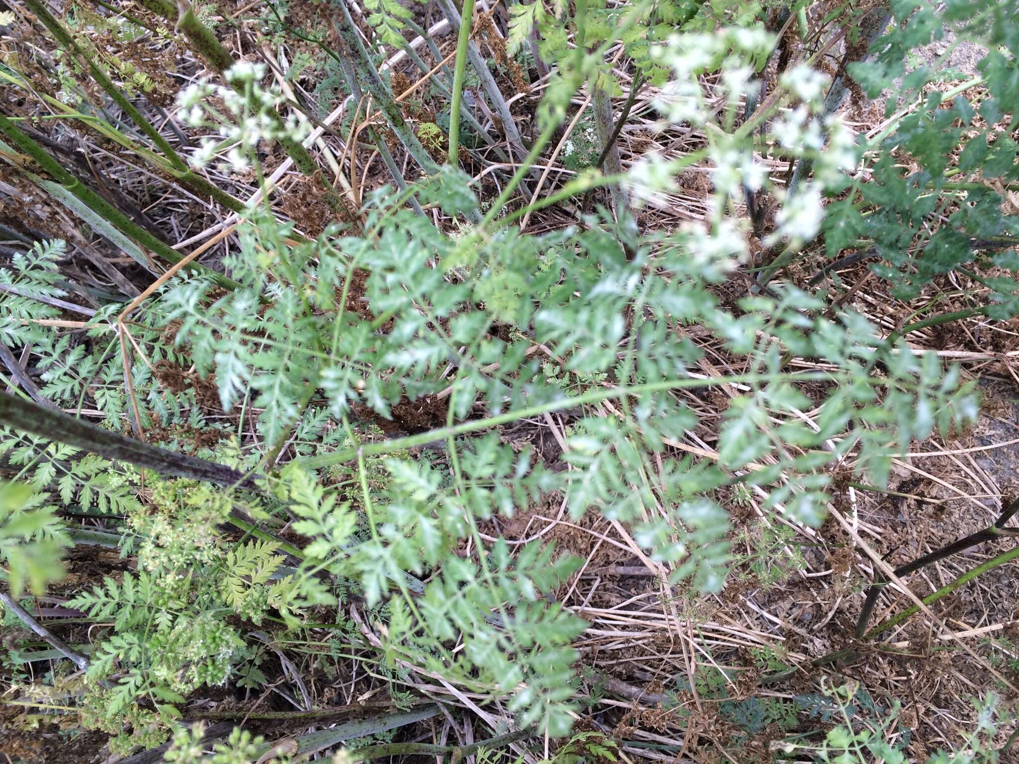 Image of poison hemlock