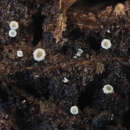 Image of Episphaeria fraxinicola (Berk. & Broome) Donk 1962