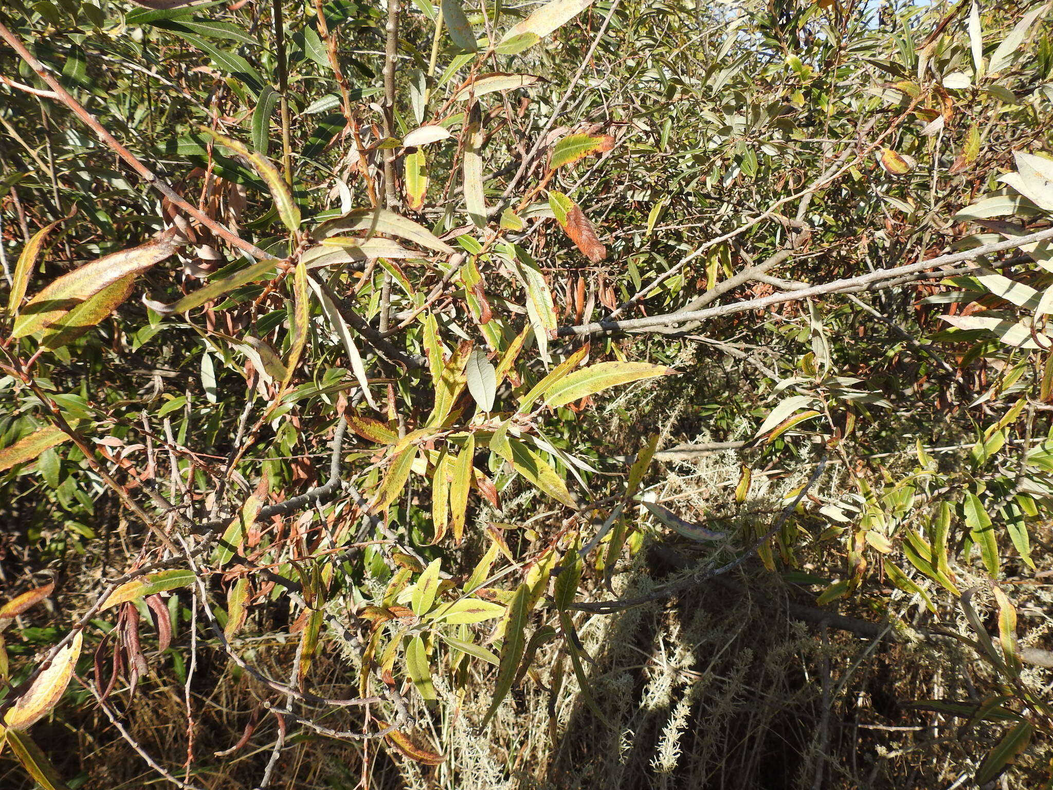Image of red willow